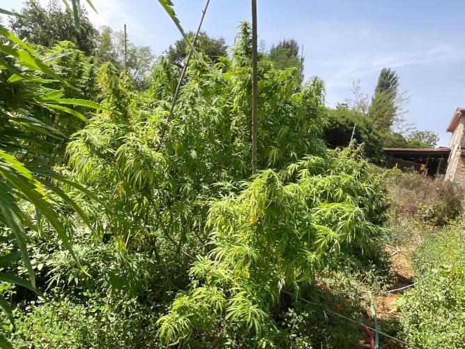 OUTDOOR BEAST. Week 23 - SHERBERT QUEEN?