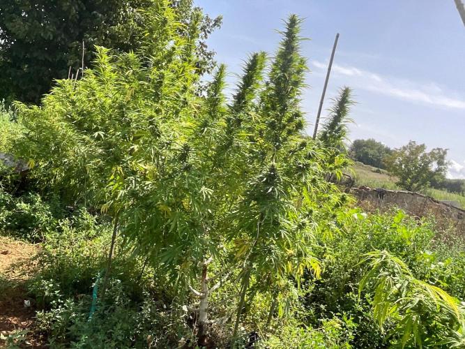 OUTDOOR BEAST. Week 23 - SHERBERT QUEEN?