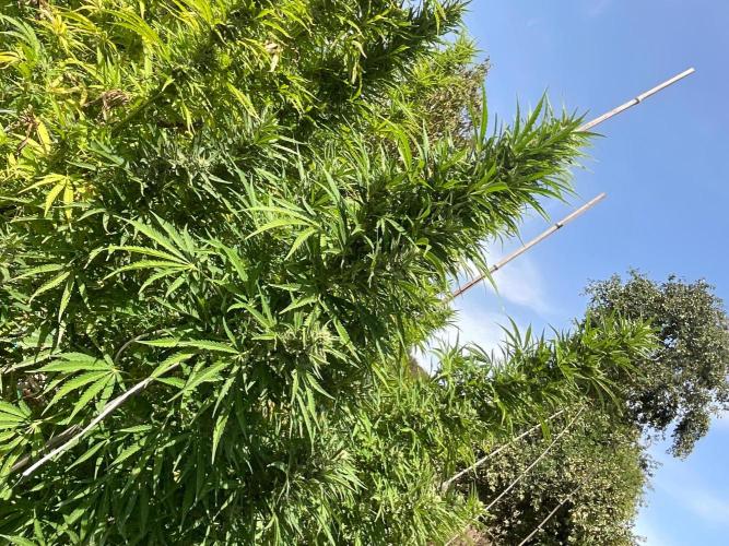 OUTDOOR BEAST. Week 23 - SHERBERT QUEEN?