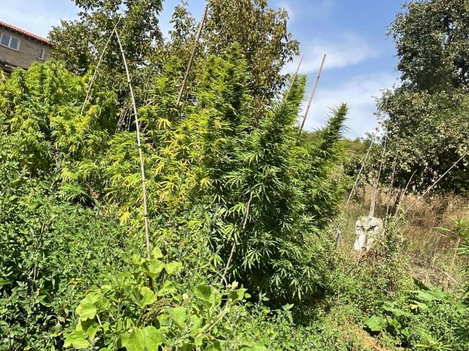 OUTDOOR BEAST. Week 23 - SHERBERT QUEEN?