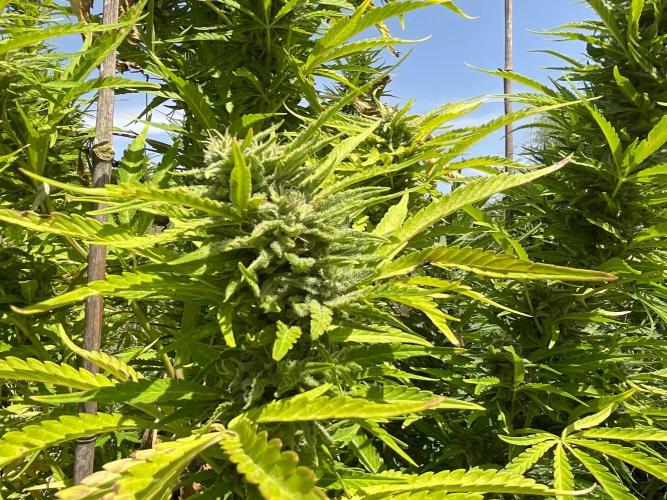 OUTDOOR BEAST. Week 23 - SHERBERT QUEEN?