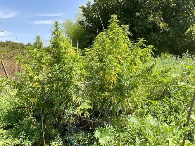 OUTDOOR BEAST. Week 23 - SHERBERT QUEEN?