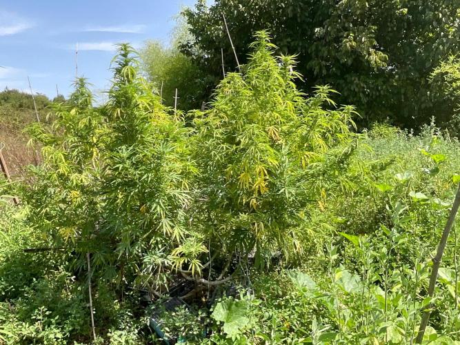 OUTDOOR BEAST. Week 23 - SHERBERT QUEEN?