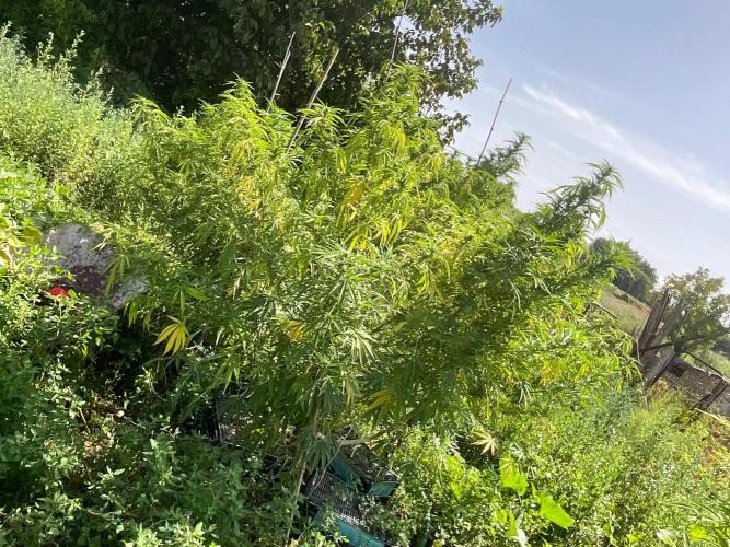 OUTDOOR BEAST. Week 23 - SHERBERT QUEEN?