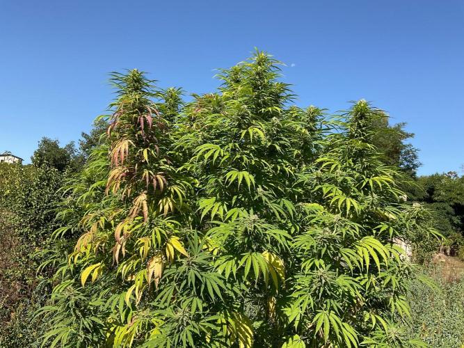 OUTDOOR BEAST. Week 24