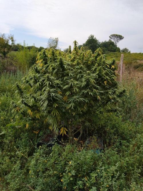OUTDOOR BEAST. Week 25