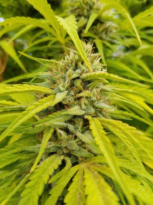 OUTDOOR BEAST. Week 25