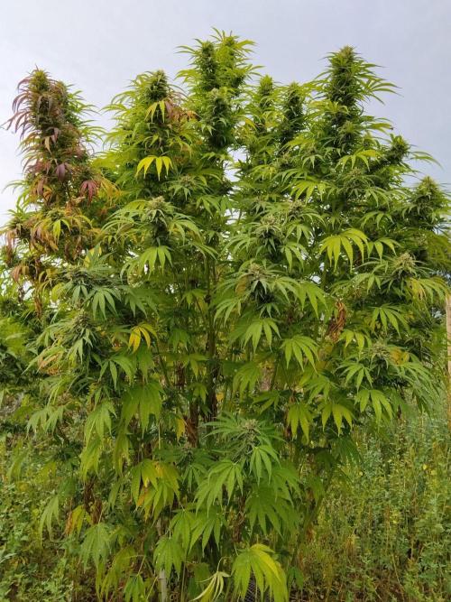 OUTDOOR BEAST. Week 25