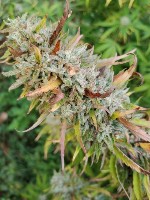 OUTDOOR BEAST. Week 25