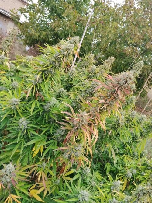 OUTDOOR BEAST. Week 25