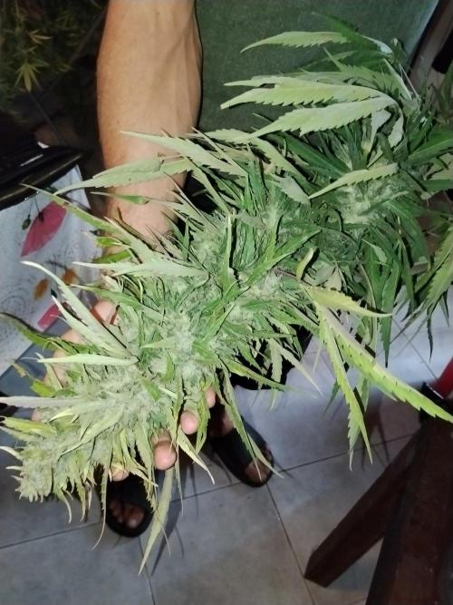 OUTDOOR BEAST. Week 25