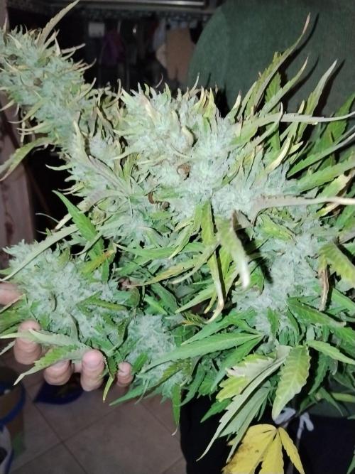 OUTDOOR BEAST. Week 25