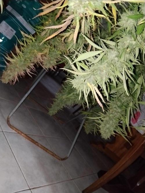 OUTDOOR BEAST. Week 25
