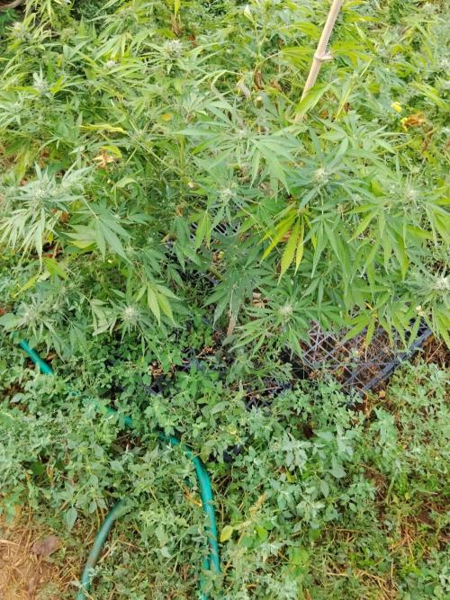 OUTDOOR BEAST. Week 25