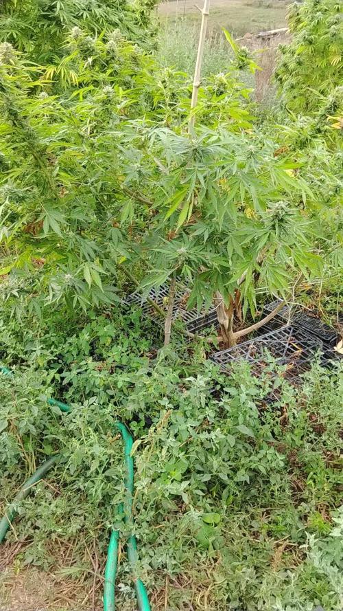 OUTDOOR BEAST
