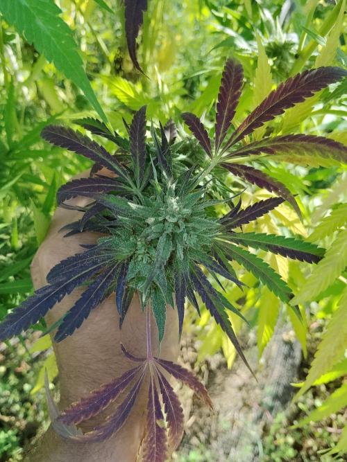 OUTDOOR BEAST. Week 26