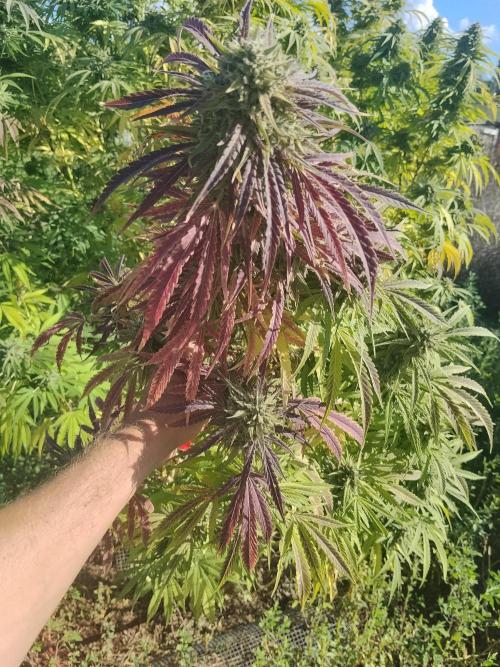 OUTDOOR BEAST. Week 26