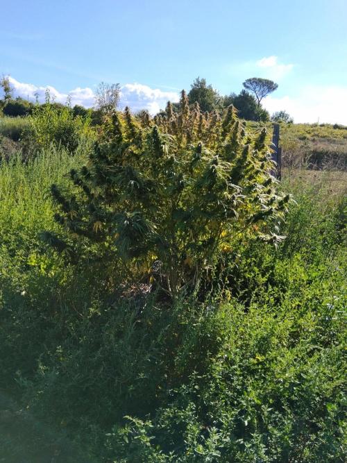 OUTDOOR BEAST. Week 26