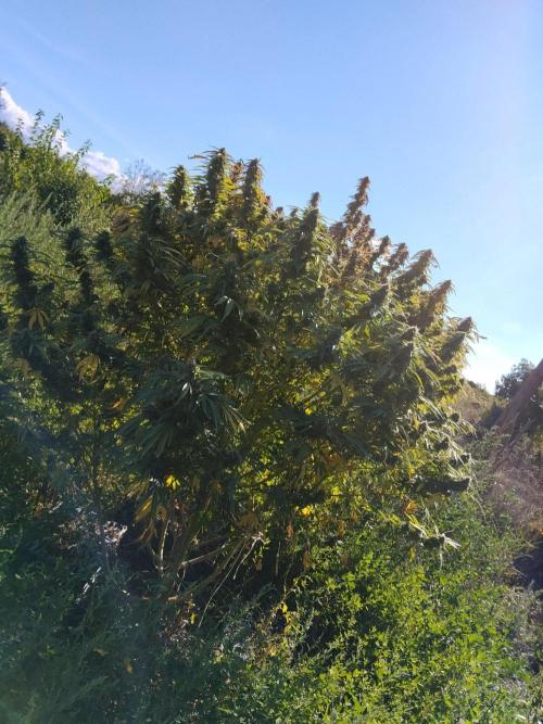OUTDOOR BEAST. Week 26
