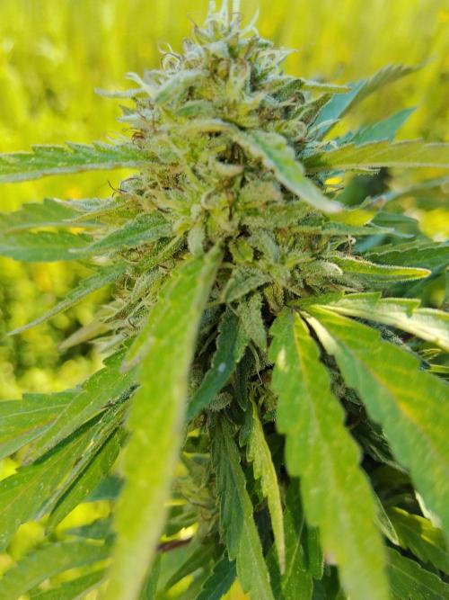 OUTDOOR BEAST. Week 26