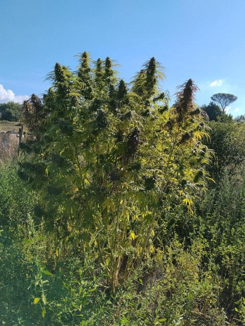 OUTDOOR BEAST. Week 26