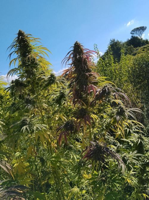 OUTDOOR BEAST. Week 26