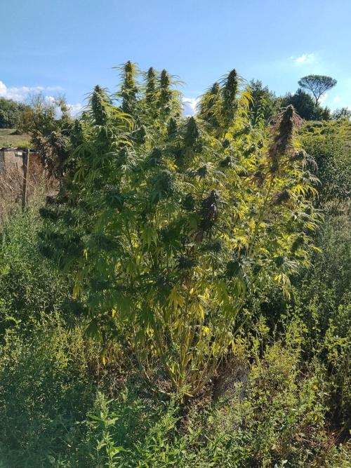 OUTDOOR BEAST. Week 26