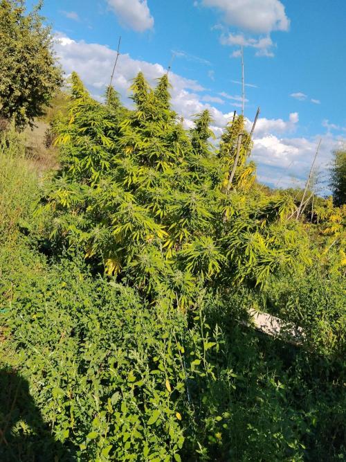 OUTDOOR BEAST. Week 26