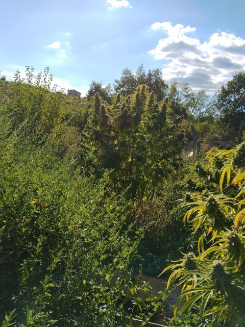 OUTDOOR BEAST. Week 26