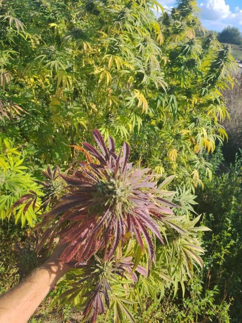 OUTDOOR BEAST. Week 26