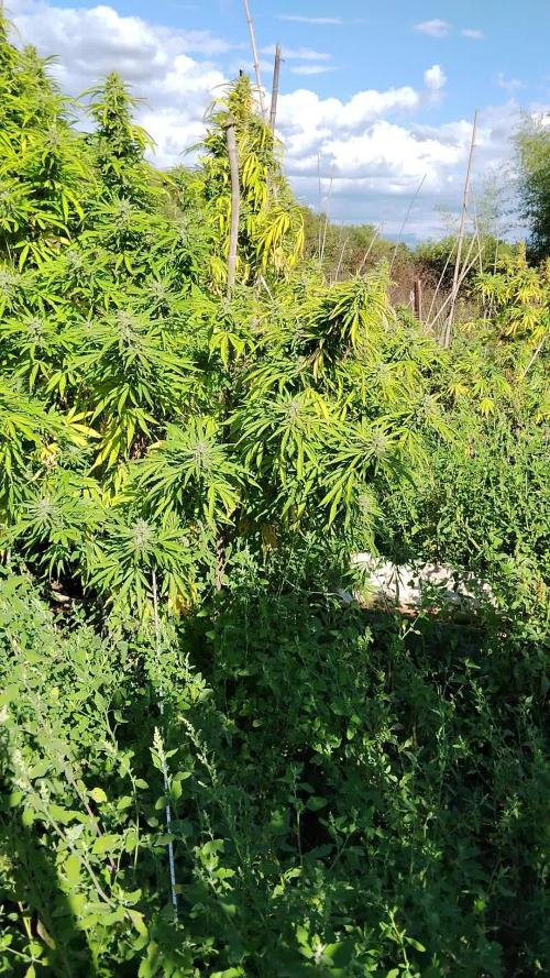 OUTDOOR BEAST