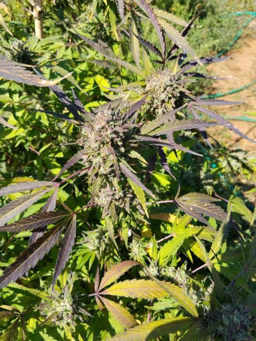 OUTDOOR BEAST. Week 27