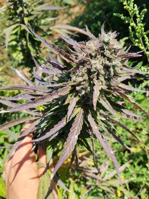 OUTDOOR BEAST. Week 27 - Black