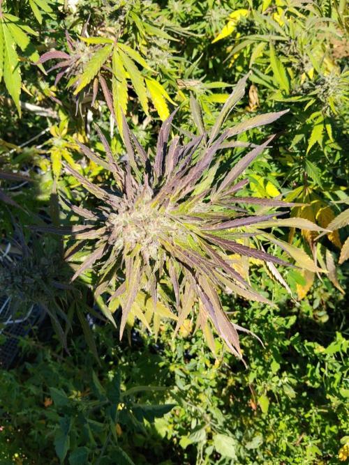 OUTDOOR BEAST. Week 27