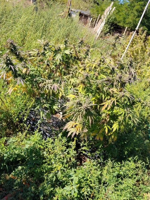 OUTDOOR BEAST. Week 27