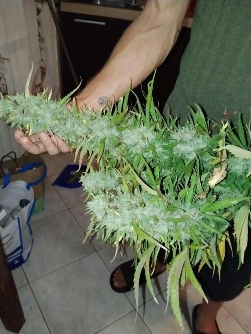 OUTDOOR BEAST. Week 27