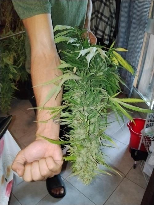 OUTDOOR BEAST. Week 27