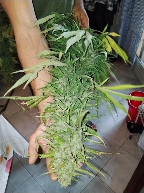 OUTDOOR BEAST. Week 27