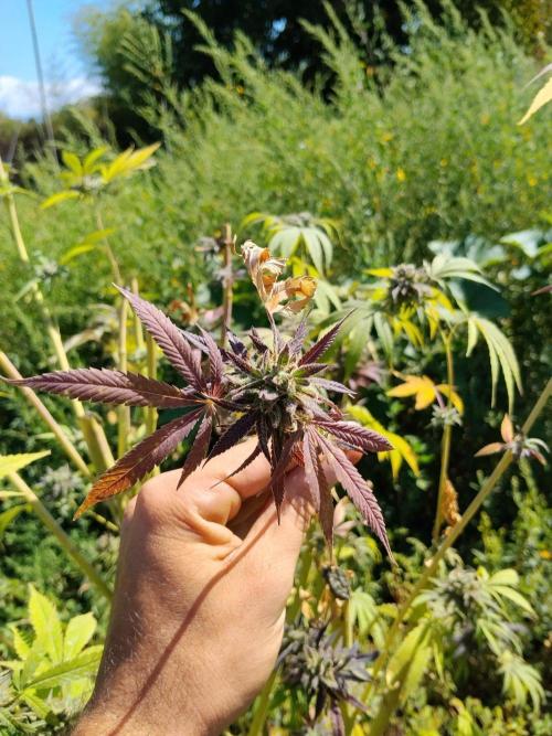OUTDOOR BEAST. Week 27