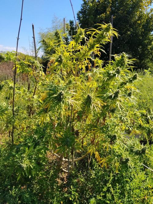 OUTDOOR BEAST. Week 27