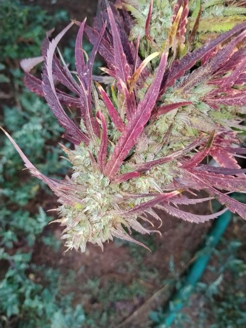 OUTDOOR BEAST. Week 27
