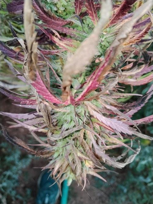 OUTDOOR BEAST. Week 27