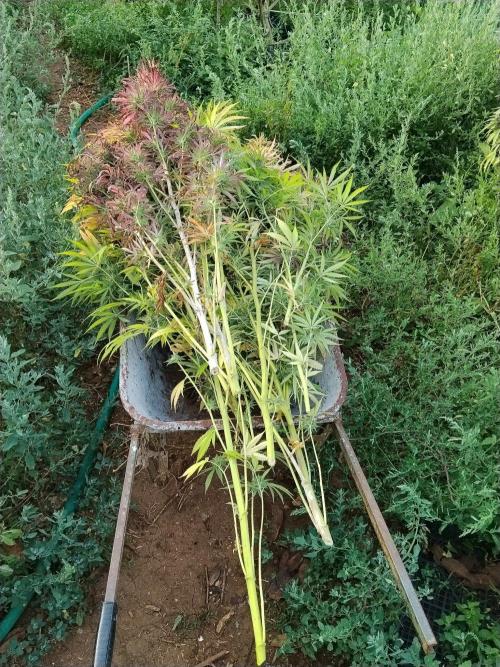 OUTDOOR BEAST. Week 27