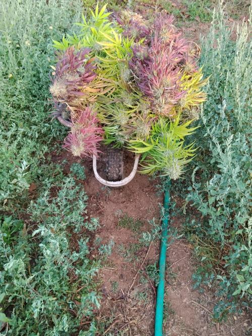 OUTDOOR BEAST. Week 27