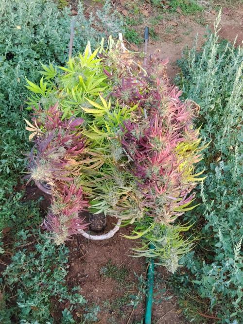 OUTDOOR BEAST. Week 27