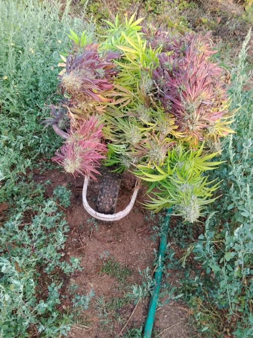 OUTDOOR BEAST. Week 27