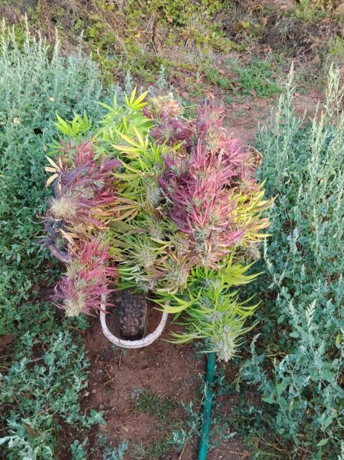 OUTDOOR BEAST. Week 27