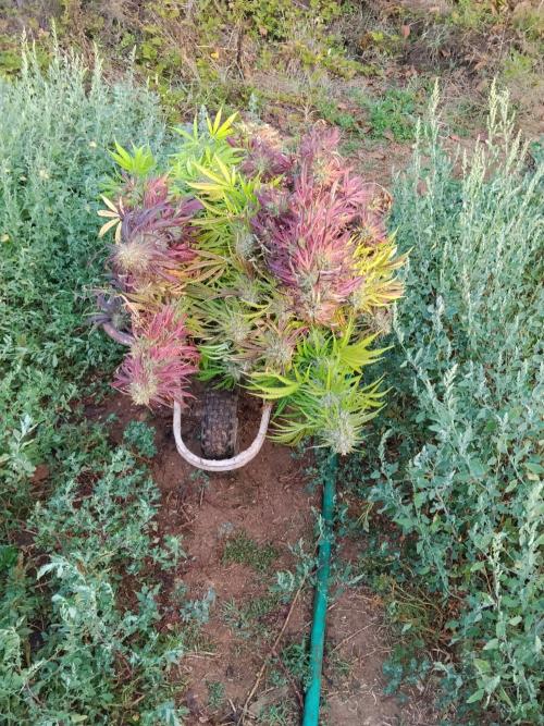 OUTDOOR BEAST. Week 27