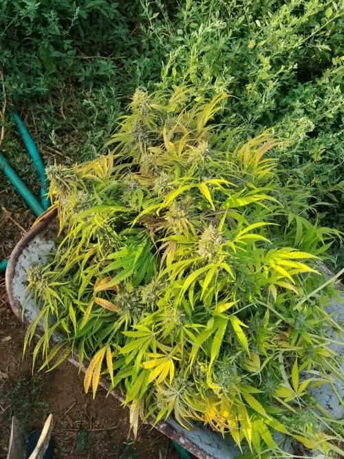 OUTDOOR BEAST. Week 27