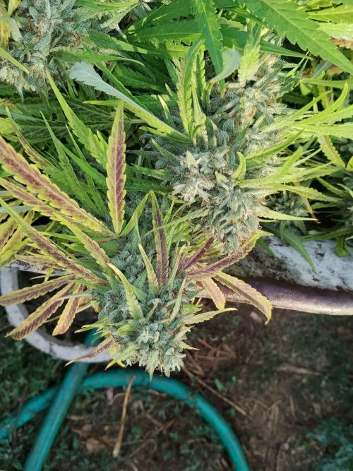 OUTDOOR BEAST. Week 27